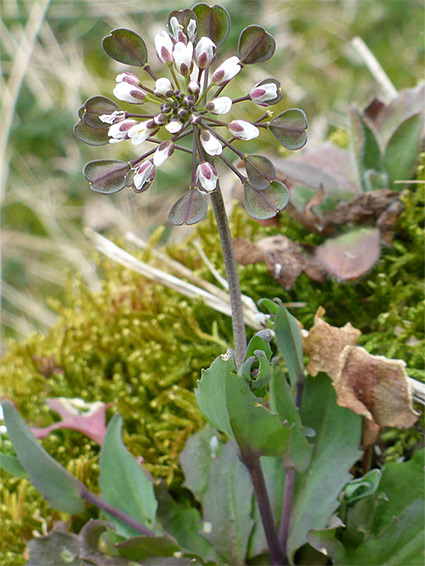 Leaves and flowers