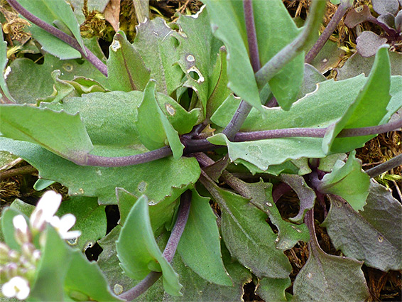 Toothed leaves