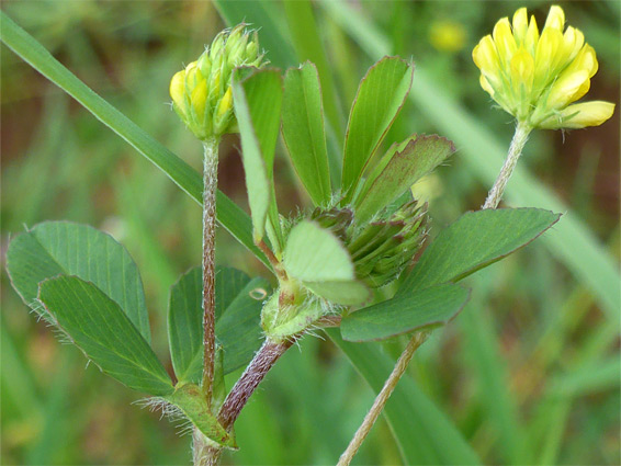 Leaves and flowers