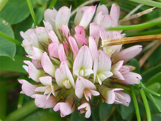 Pale pink flowers