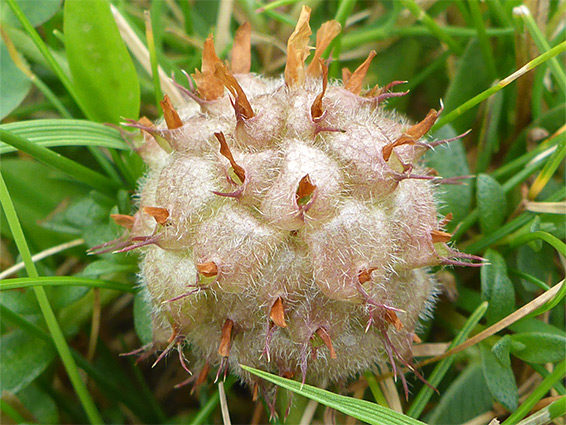 Hairy fruit