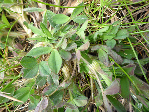 Hairy leaves