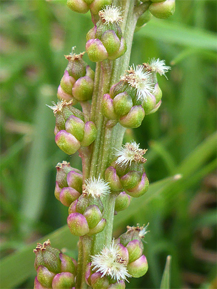 Flowering stem