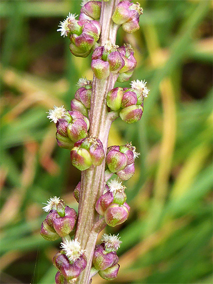 Greenish-purple flowers