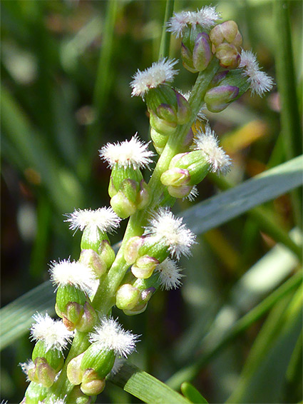 Elongated cluster