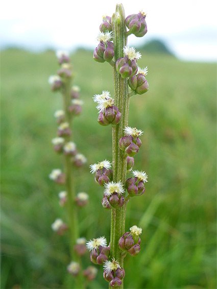 Well-separated flowers