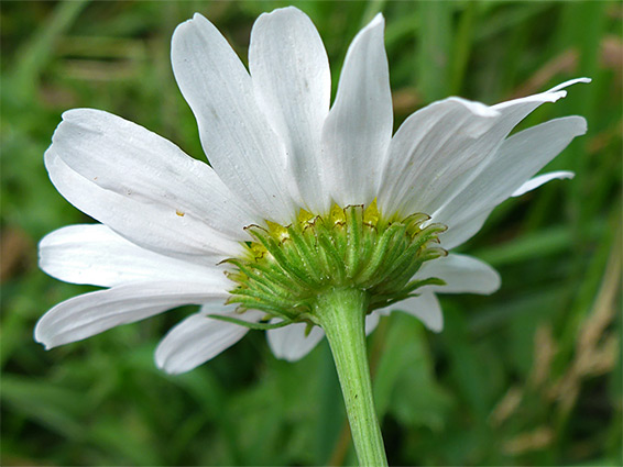 Florets and phyllaries