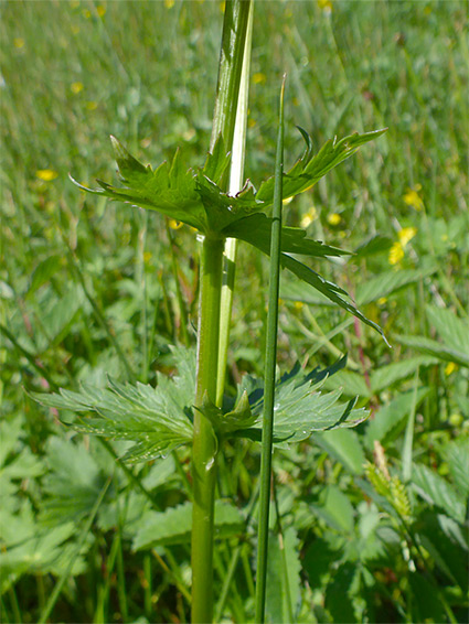 Stem leaves