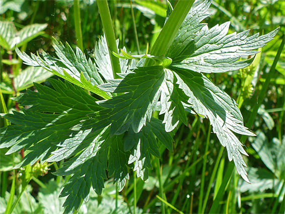 Hairless leaves