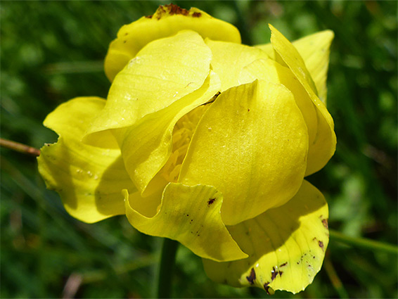 Veined petals