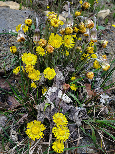 Cluster of flowers