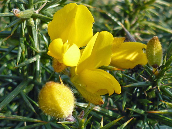 Yellow petals