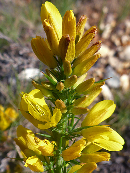 Dark yellow flowers