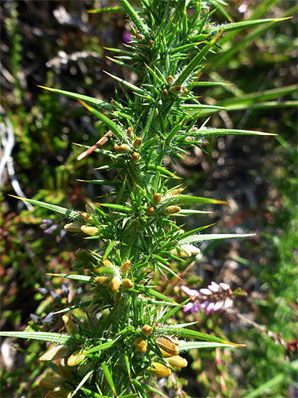 Hairy spines