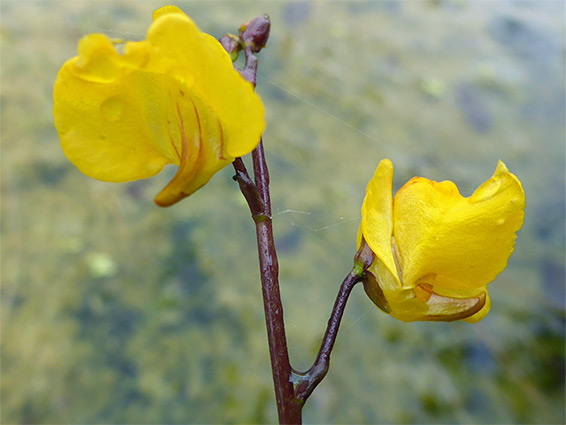 Two flowers