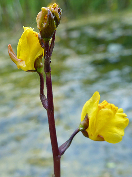 Purple stalk