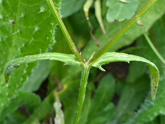 Paired leaves