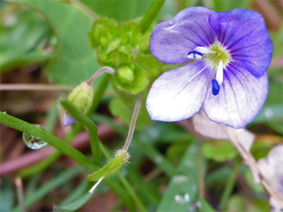 Flower and buds