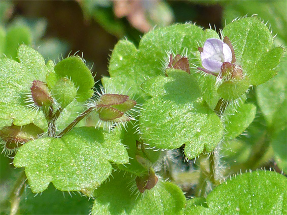 UK Wildflowers - Plantaginaceae - Veronica Hederifolia, Ivy-leaved ...