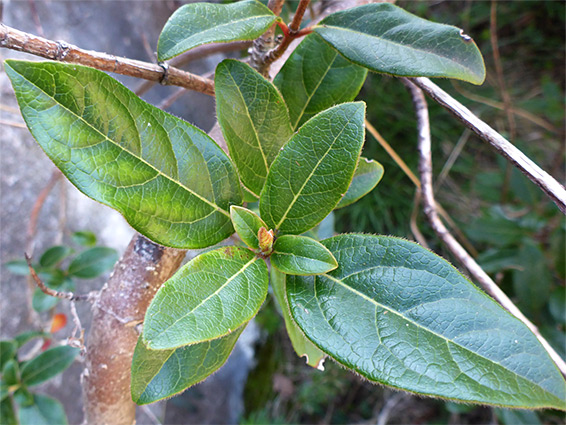 New leaves