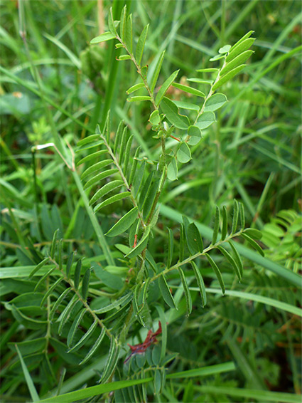 Stem and leaves