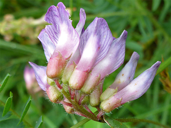 Pale purple flowers