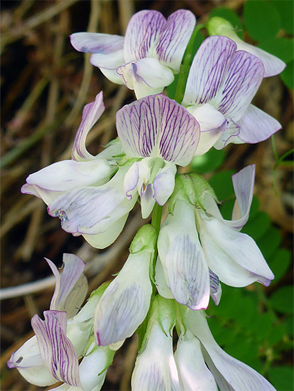 Purple veins