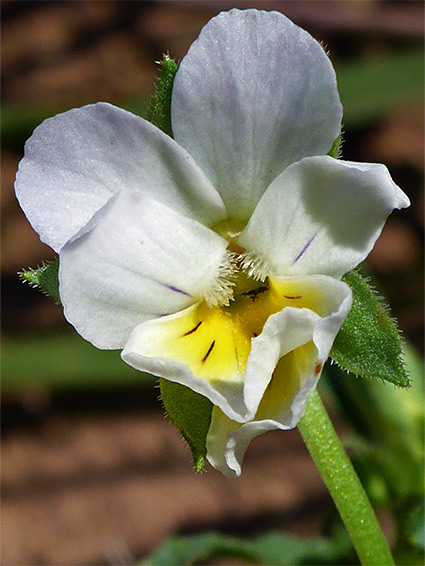 White petals