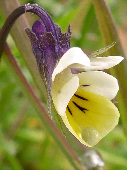 Purplish sepals