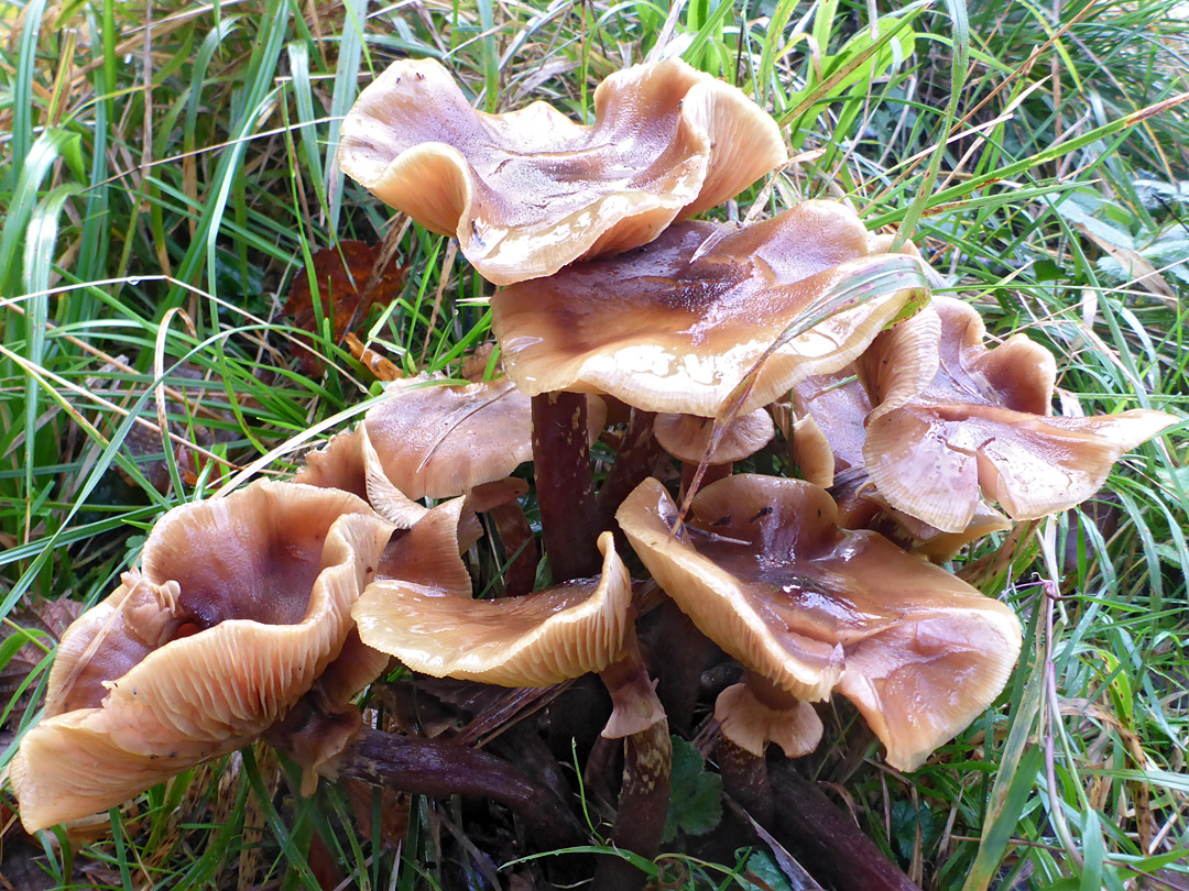 Honey fungus