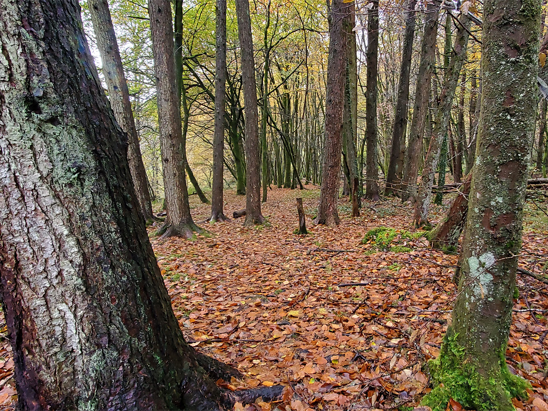 Trees by the river