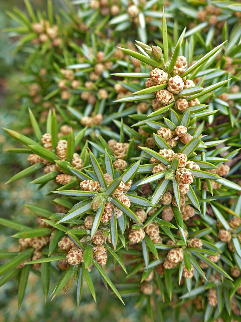 Juniper flowers