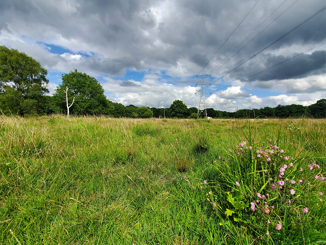 Cross-leaved heath