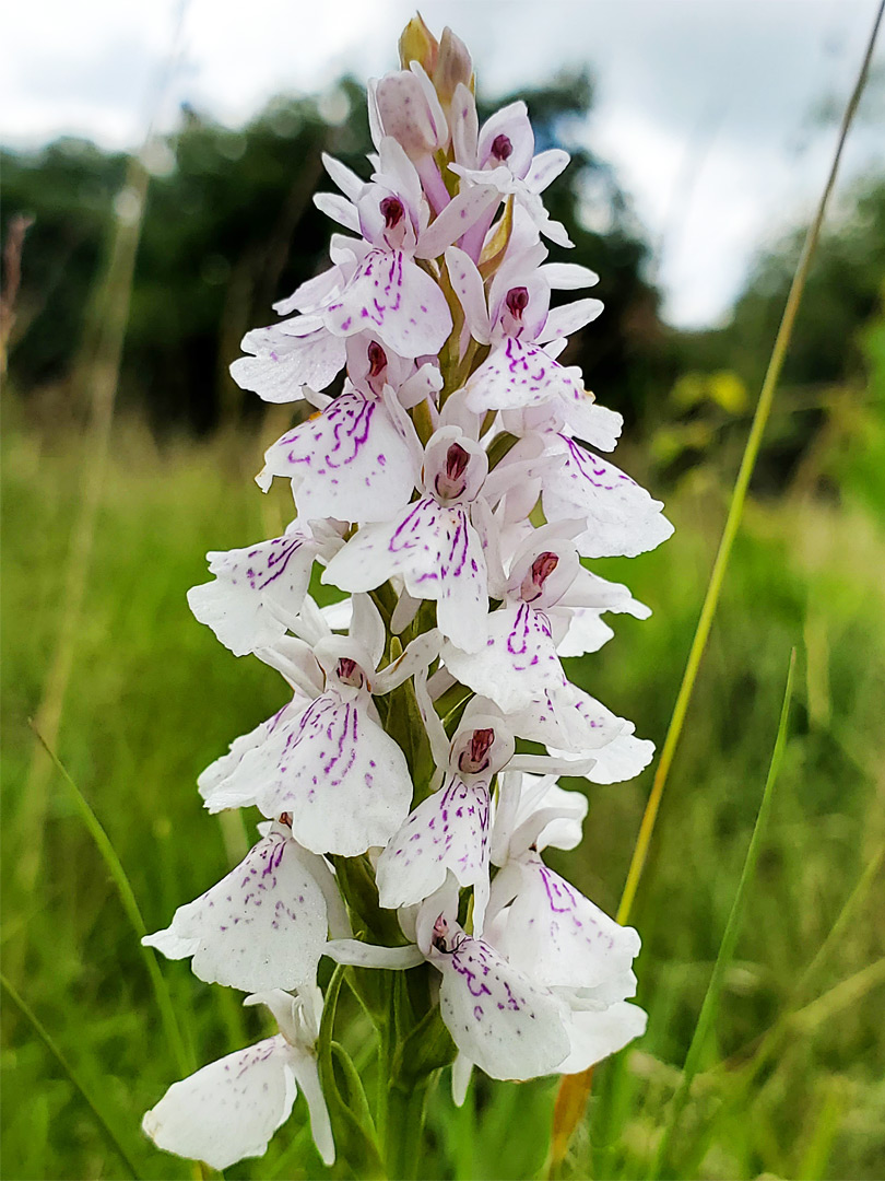 Heath spotted orchid