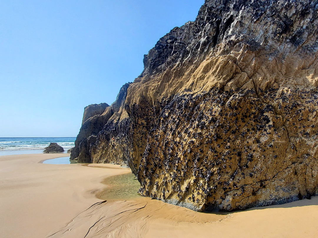 Mussels on a cliff