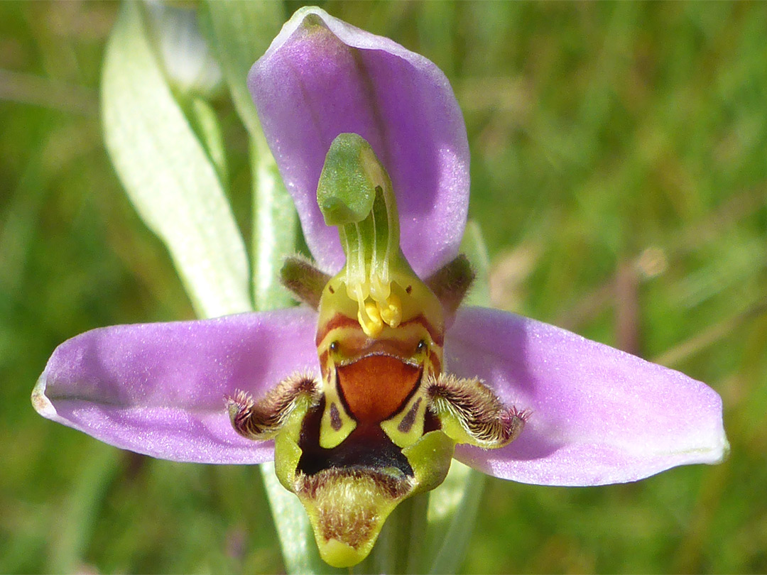 Hairy bee orchid