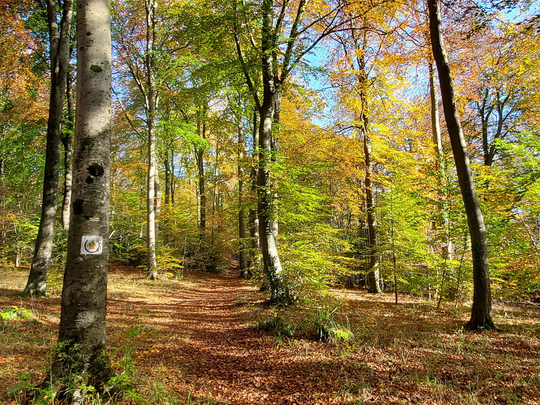 Autumn woodland