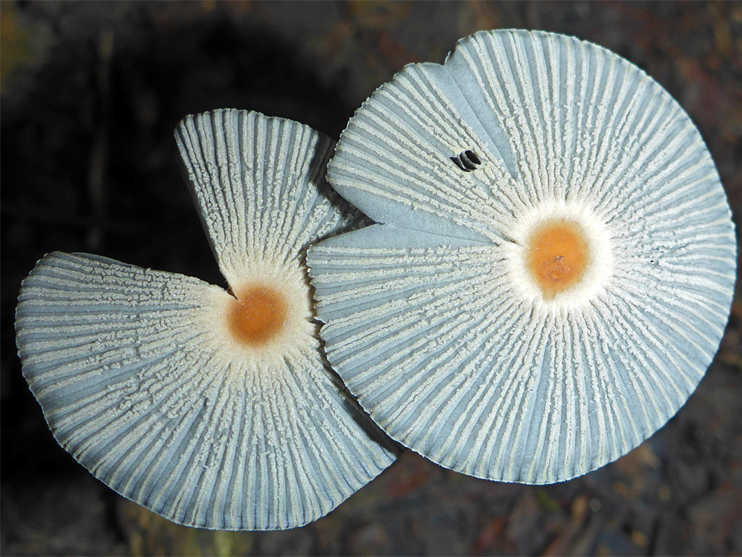 Pleated inkcap