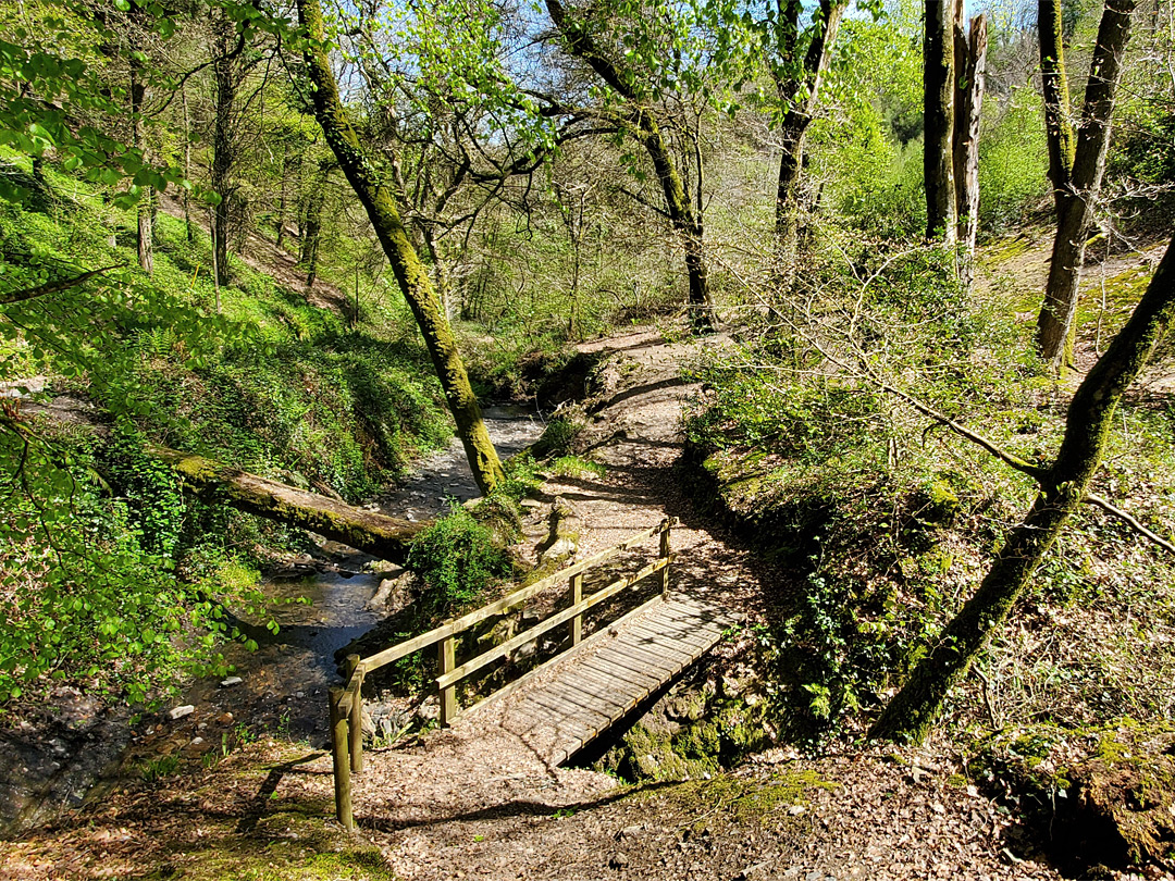 Woodland stream