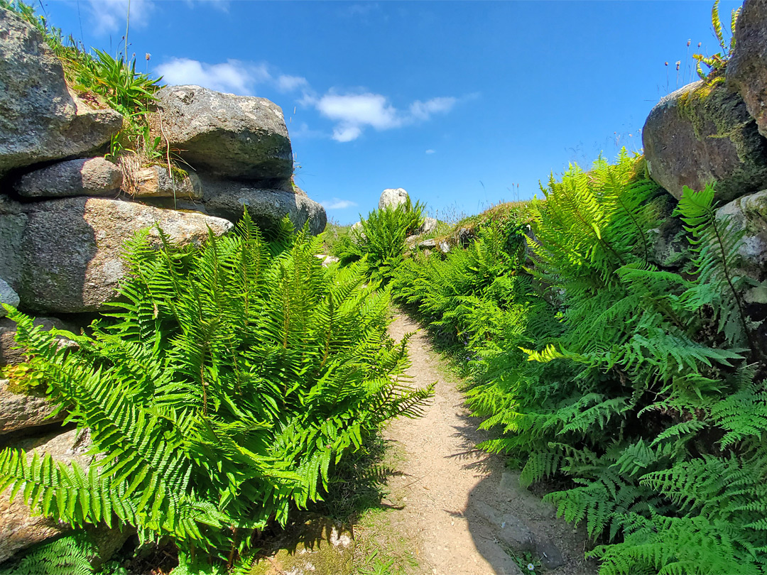 Ferns