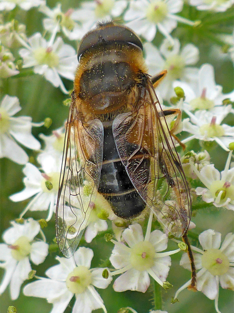 Tapered drone fly