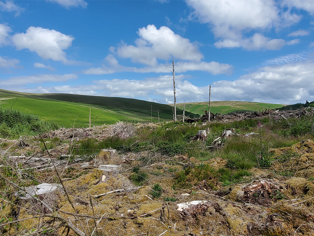 Cefn Garw