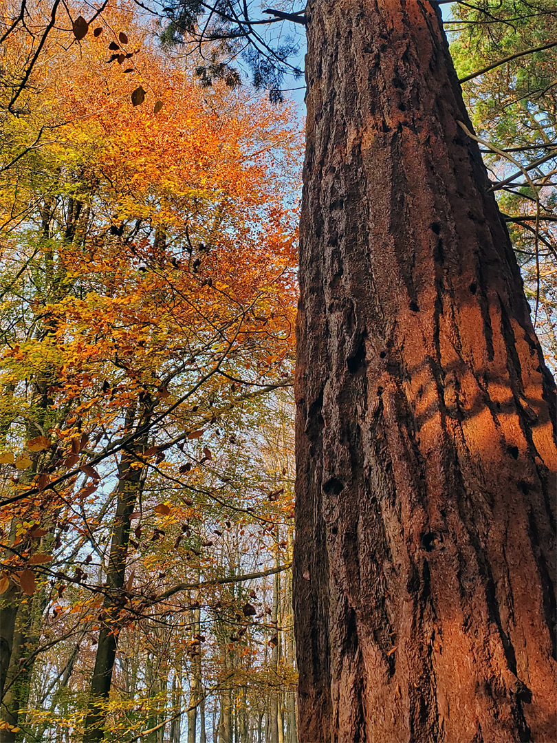 Beech and redwood