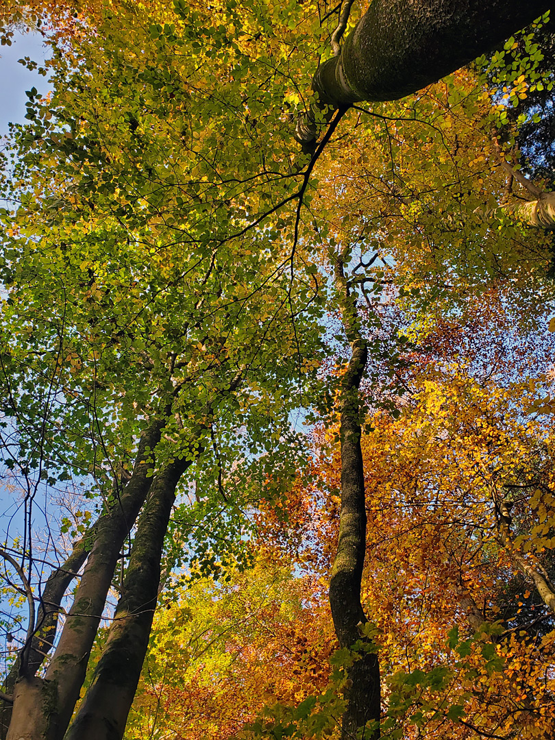 Multicoloured beech leaves