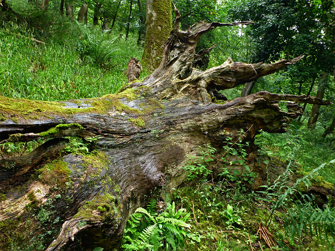 Decaying trunk