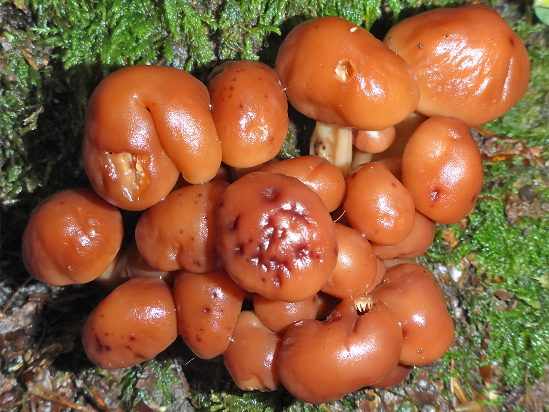 Cluster of spindleshank