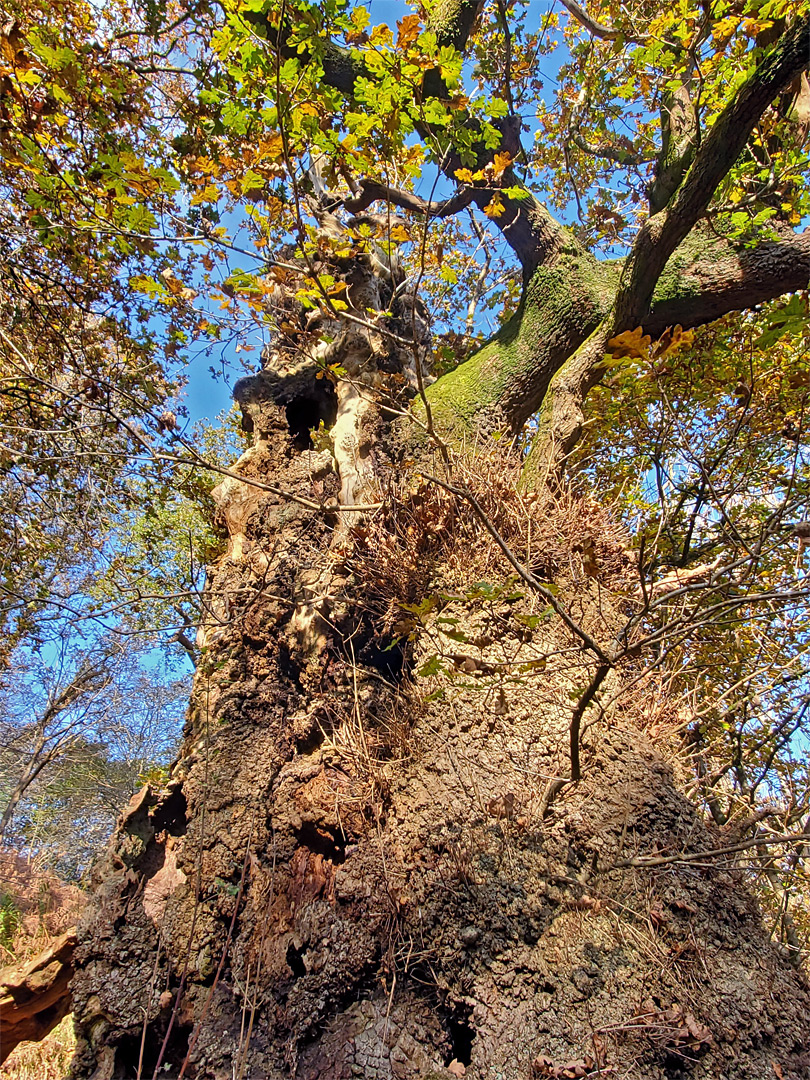 Broad oak trunk