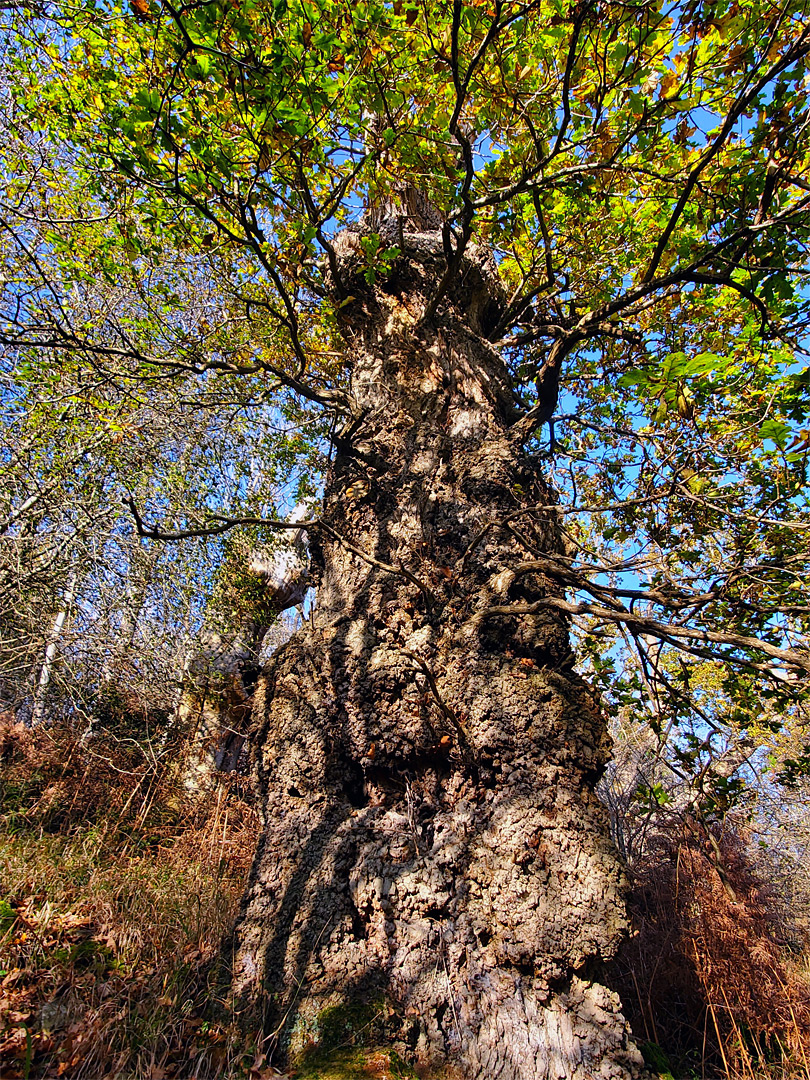 Oak branches