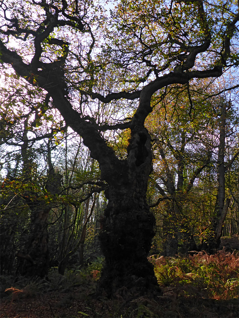 V-shaped branches