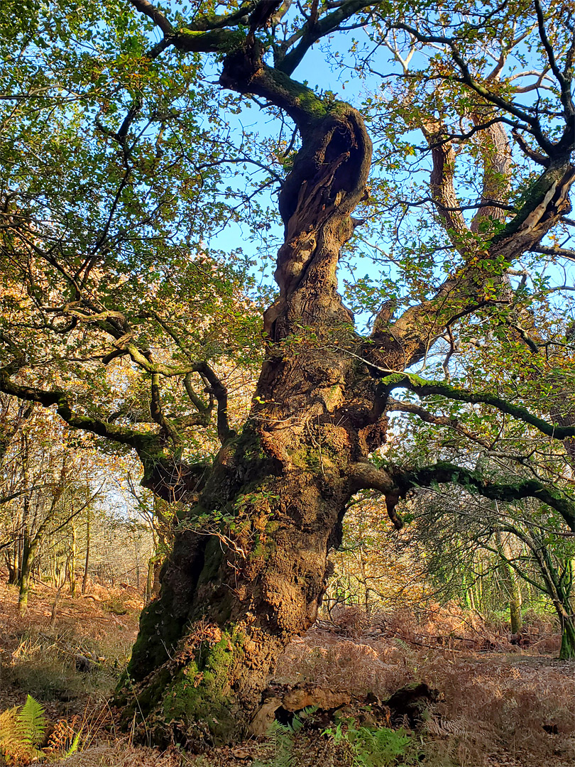 Oak in autumn